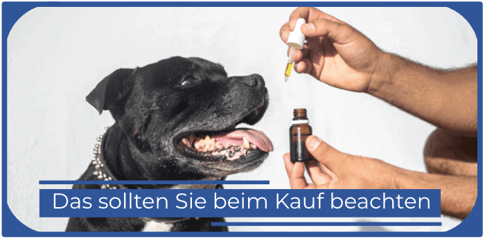 Hund bekommt CBD Öl Cbd oil fuer Hunde Dosierung Reinheit Zertifizierung