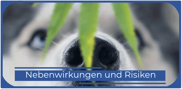 Hund und Hanfblatt Cbd oil fuer Hunde Nebenwirkungen Risiken