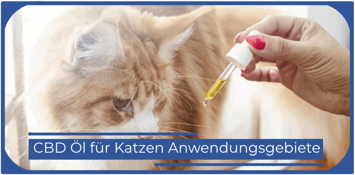 Katze bekommt CBD Öl Cbd oil fuer Katzen Anwendungsgebiete Anwendung