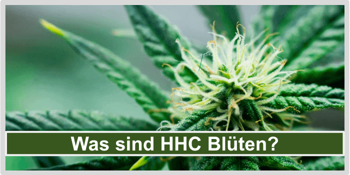 Eine Hanfpflanze Was sind HHC Blueten
