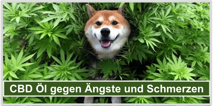 Ein Hund zwischen vielen Cannabis Pflanzen CBD Oel Aengste Schmerzen Titelbild