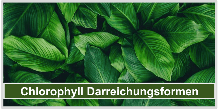 Tiefgrüne satte Pflanzenblätter Chlorophyll Arten Bild