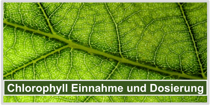 Ein Pflanzenblatt unter einer Lupe Chlorophyll Einnahme Bild