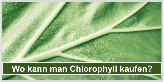 Ein Blatt einer Pflanze in Nahaufnahme Chlorophyll kaufen Bild