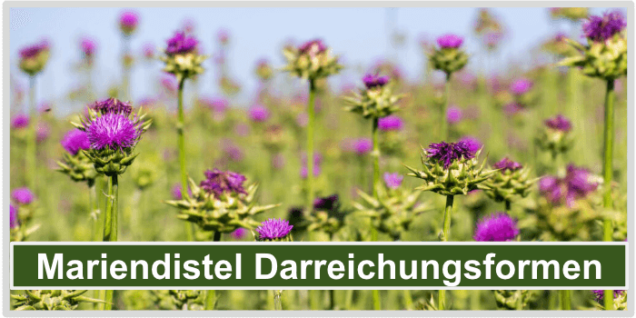 Eine Wiese voller schöner Marien Disteln Mariendistel Darreichungsformen Bild