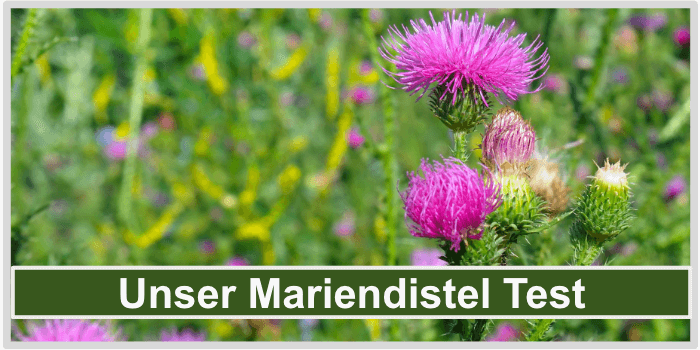 Eine Wiese mit Mariendisteln Mariendistel Test Bild
