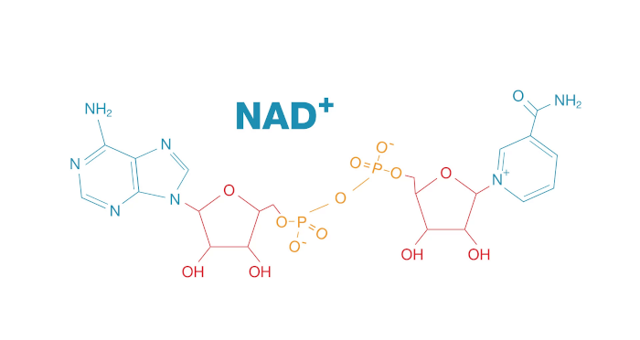 NAD+ Structure NAD+ Structure