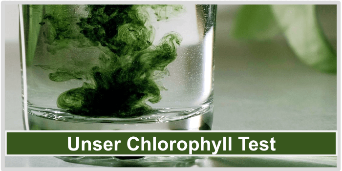 Ein Glas Wasser mit grünem Farbstoff Unser Chlorophyll Test