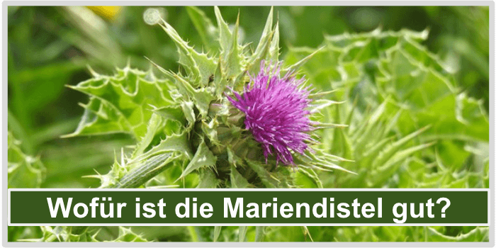 Eine schöne Marien Distel auf einer Wiese Vorteile Mariendistel Bild
