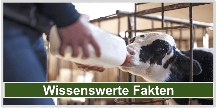 Ein Kalb bei der Fütterung Colostrum Fakten Bild