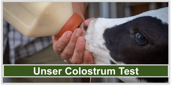 Ein Kälbchen, das gefüttert wurde Colostrum Test Bild