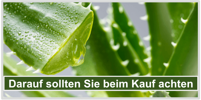 Aloe Vera Blätter Darauf beim Aloe Kauf achten Bild